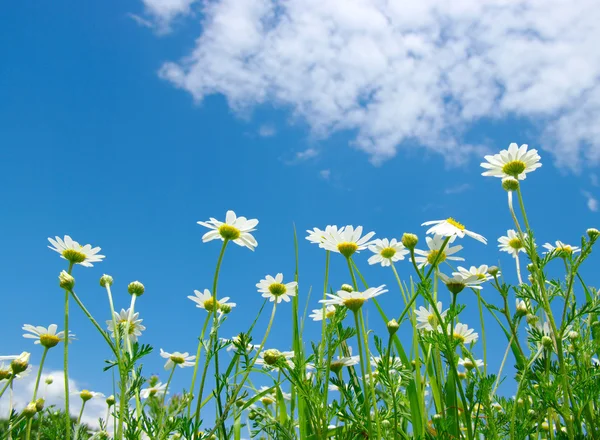 Weiße Gänseblümchen — Stockfoto