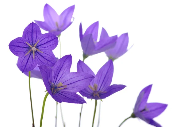 Bellflower — Stockfoto