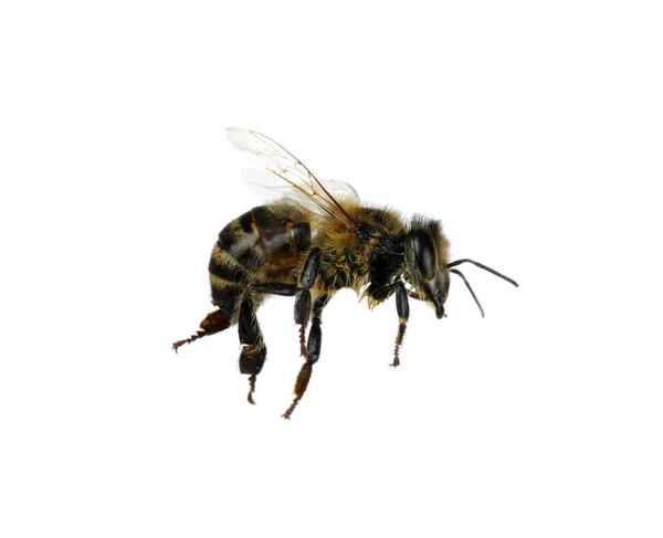 Bee — Stock Photo, Image