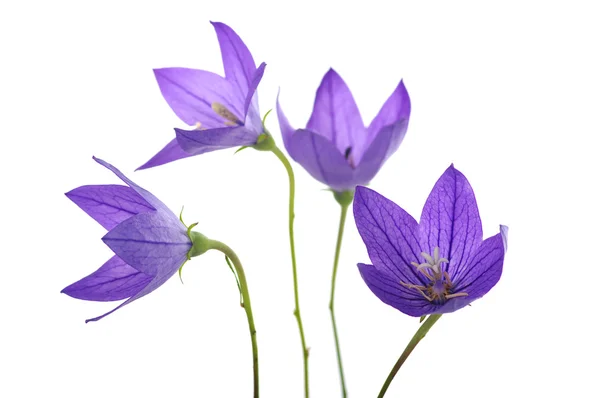 Bellflower — Stockfoto