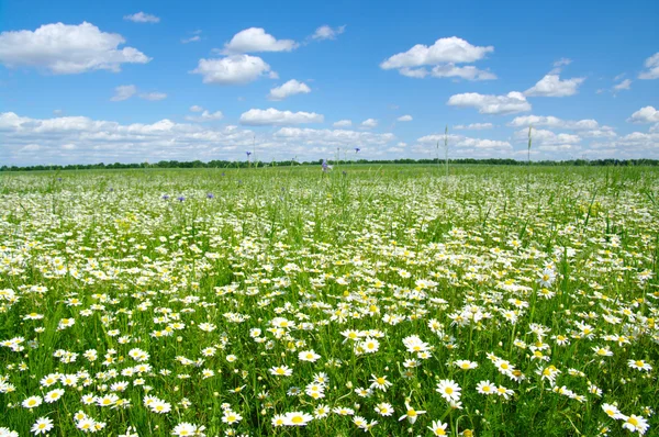 Field of camomiles — Stock Photo, Image