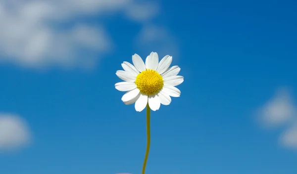 Witte margriet — Stockfoto