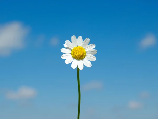 Margarita blanca — Foto de Stock