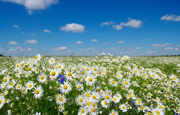 Pole camomiles — Zdjęcie stockowe