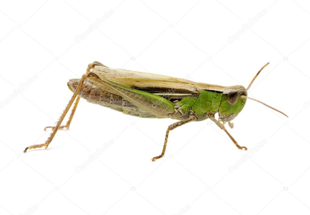 grasshopper 