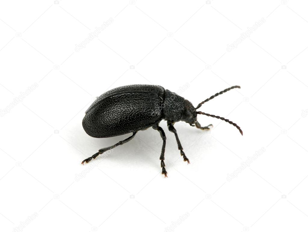 black beetle 
