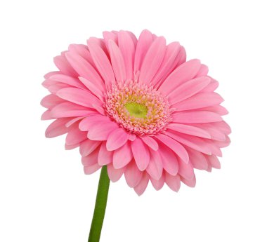 pembe gerbera 