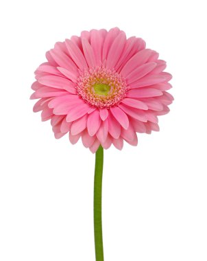 pembe gerbera 