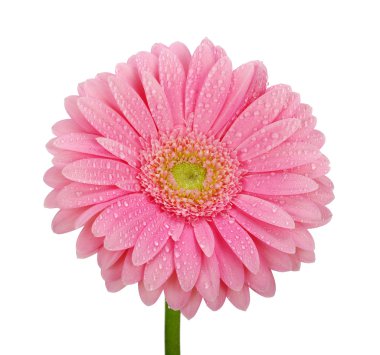 pembe gerbera 