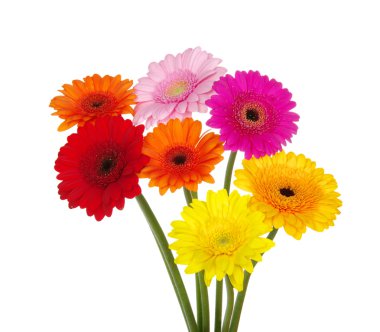 Gerbera  