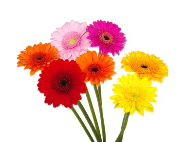Gerbera  