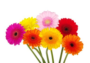 Gerbera  