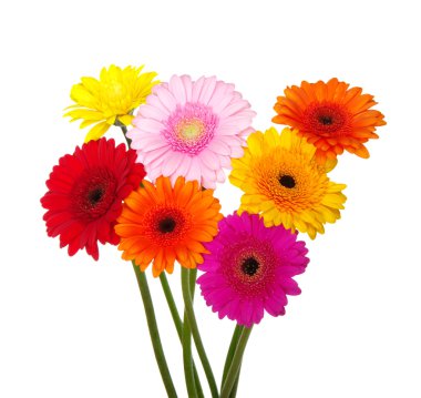 Gerbera  