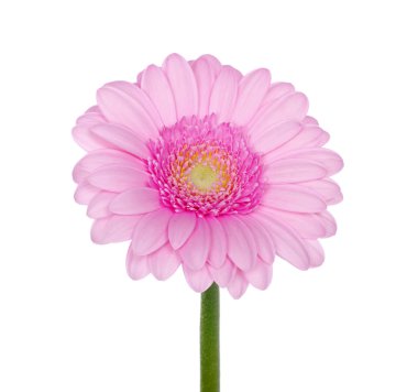 pembe gerbera 