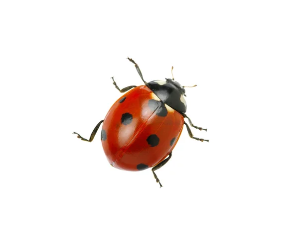 Coccinella — Foto Stock