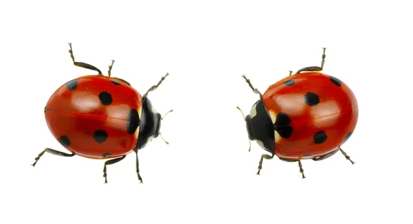 Ladybug — Fotografie, imagine de stoc