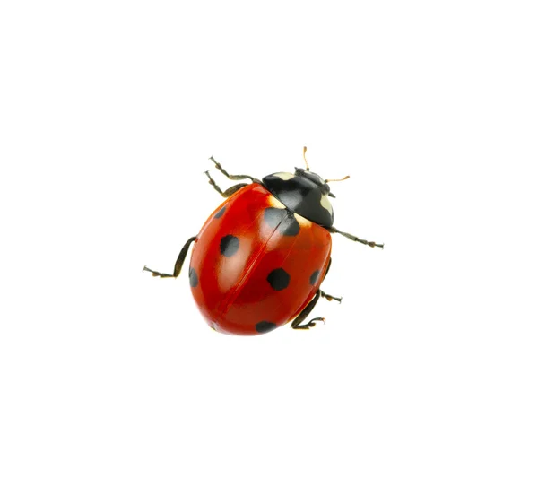 Ladybug — Stock Photo, Image