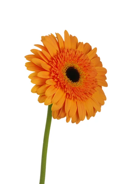 Oranje bloem — Stockfoto