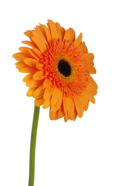 Oranje bloem — Stockfoto