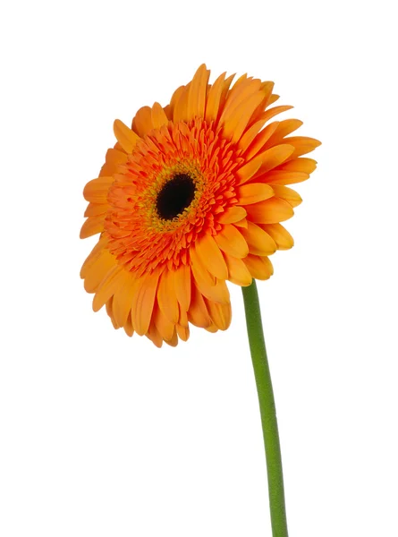 Oranje bloem — Stockfoto