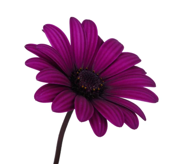 Flower — Stock Photo, Image