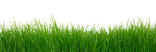 Green grass on white background 