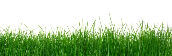Zielona trawa na białym tle — Zdjęcie stockowe