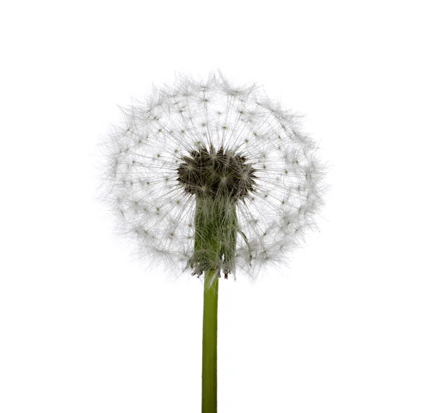 Spring dandelion — Stock Photo, Image