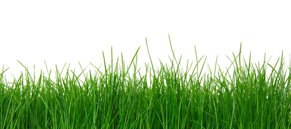 Green grass on white background — Stock Photo, Image