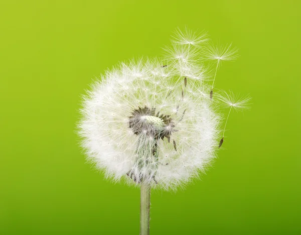 Diente de león —  Fotos de Stock