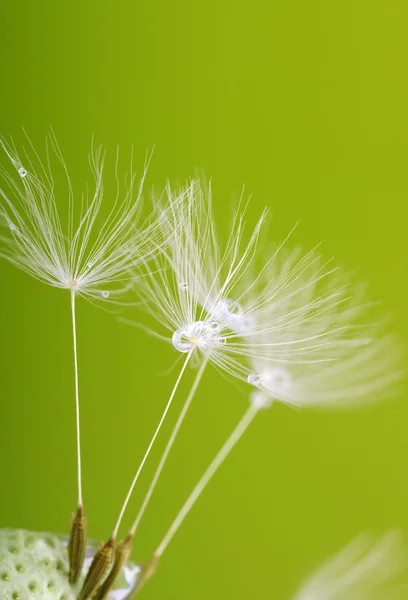 Löwenzahn — Stockfoto