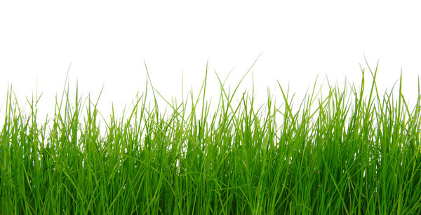 Green grass on white background 
