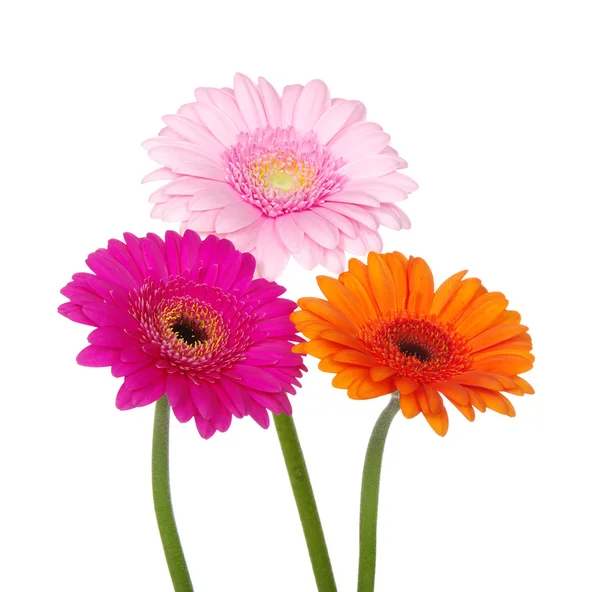 Gerberas — Foto de Stock