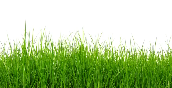 Green grass on white background — Stock Photo, Image