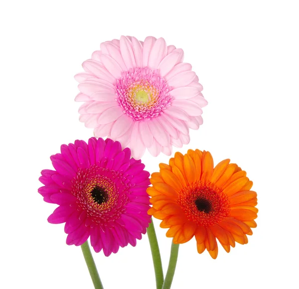 Gerbera — Zdjęcie stockowe