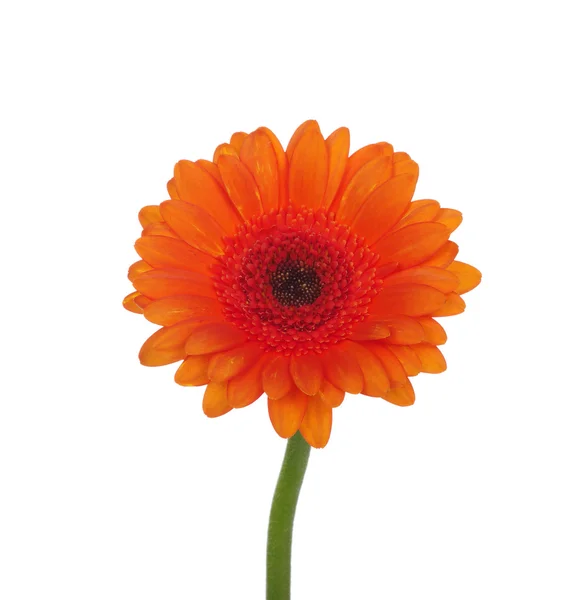 Orange flower — Stock Photo, Image