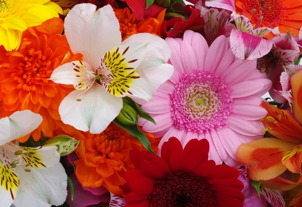 Schöne Blumen — Stockfoto