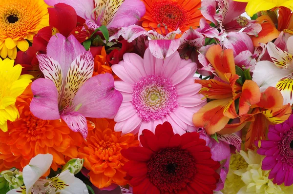 Hermosas flores — Foto de Stock