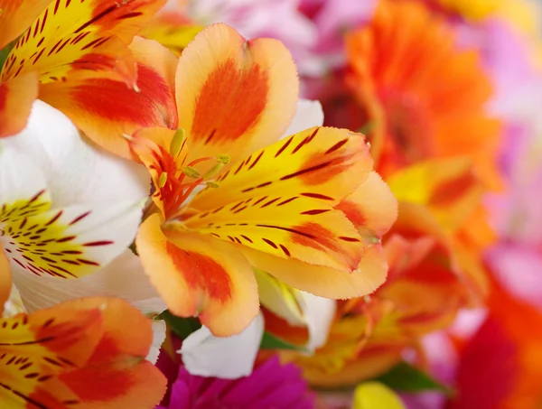 Schöne Blumen — Stockfoto