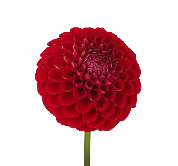 Dahlia flower — Stock Photo, Image