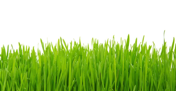 Groen gras — Stockfoto