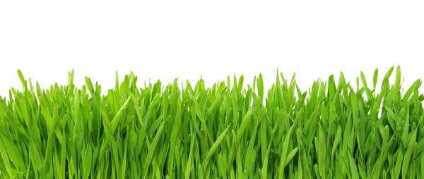 Green grass on white background — Stock Photo, Image