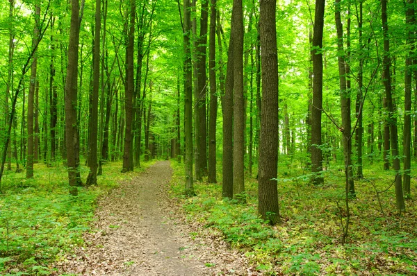 Grüner Wald — Stockfoto