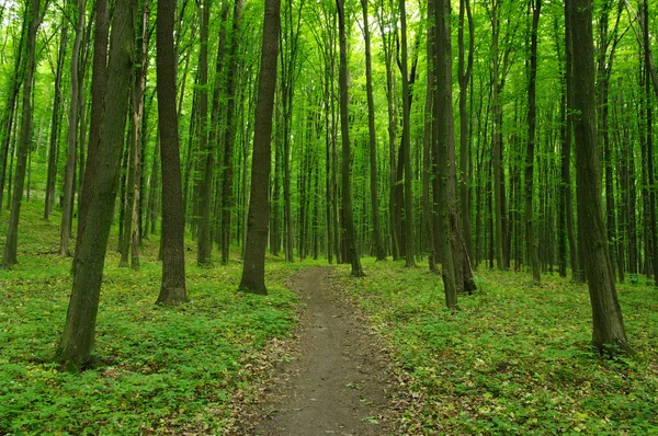 Pădure verde — Fotografie, imagine de stoc