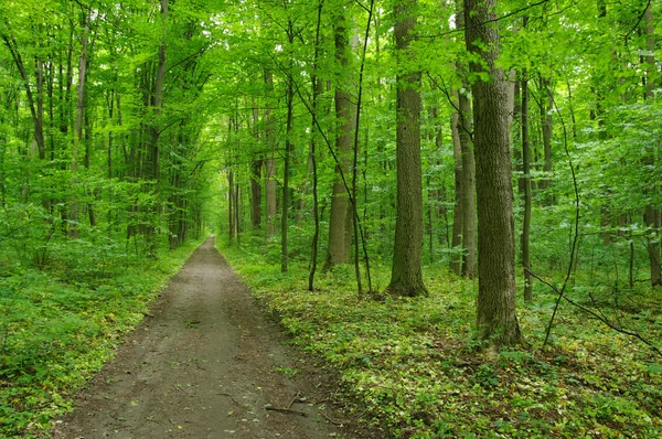 Grüner Wald — Stockfoto