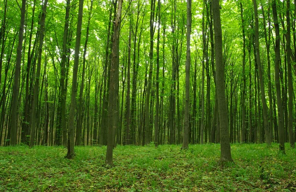 Bosque en primavera — Foto de Stock