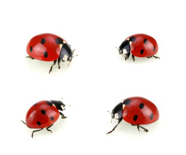 ladybugs topluluğu