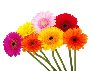 Gerbera  