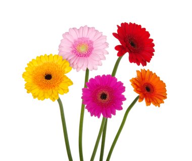 Gerbera  