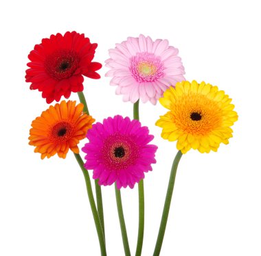 Gerbera  